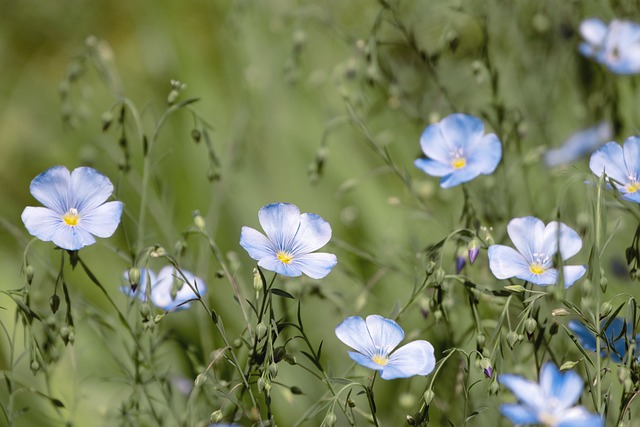 flowers